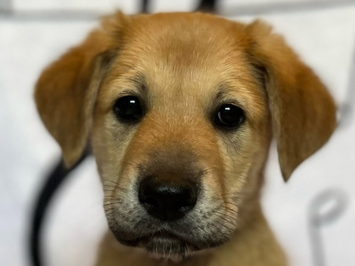 chinook puppy